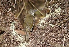 Golden Bowerbird